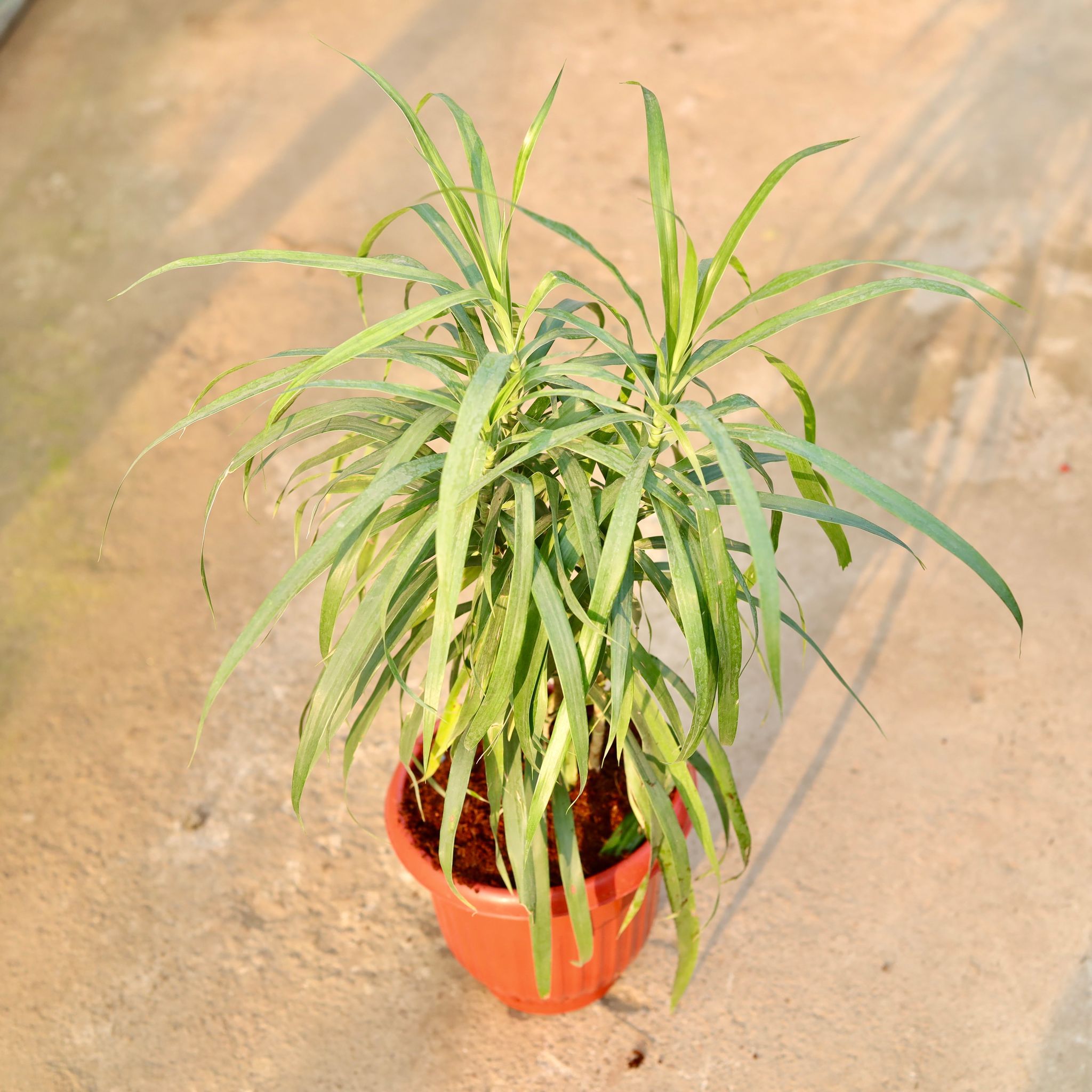 Dracaena Green in 8 Inch Terracotta Red Olive Plastic Pot