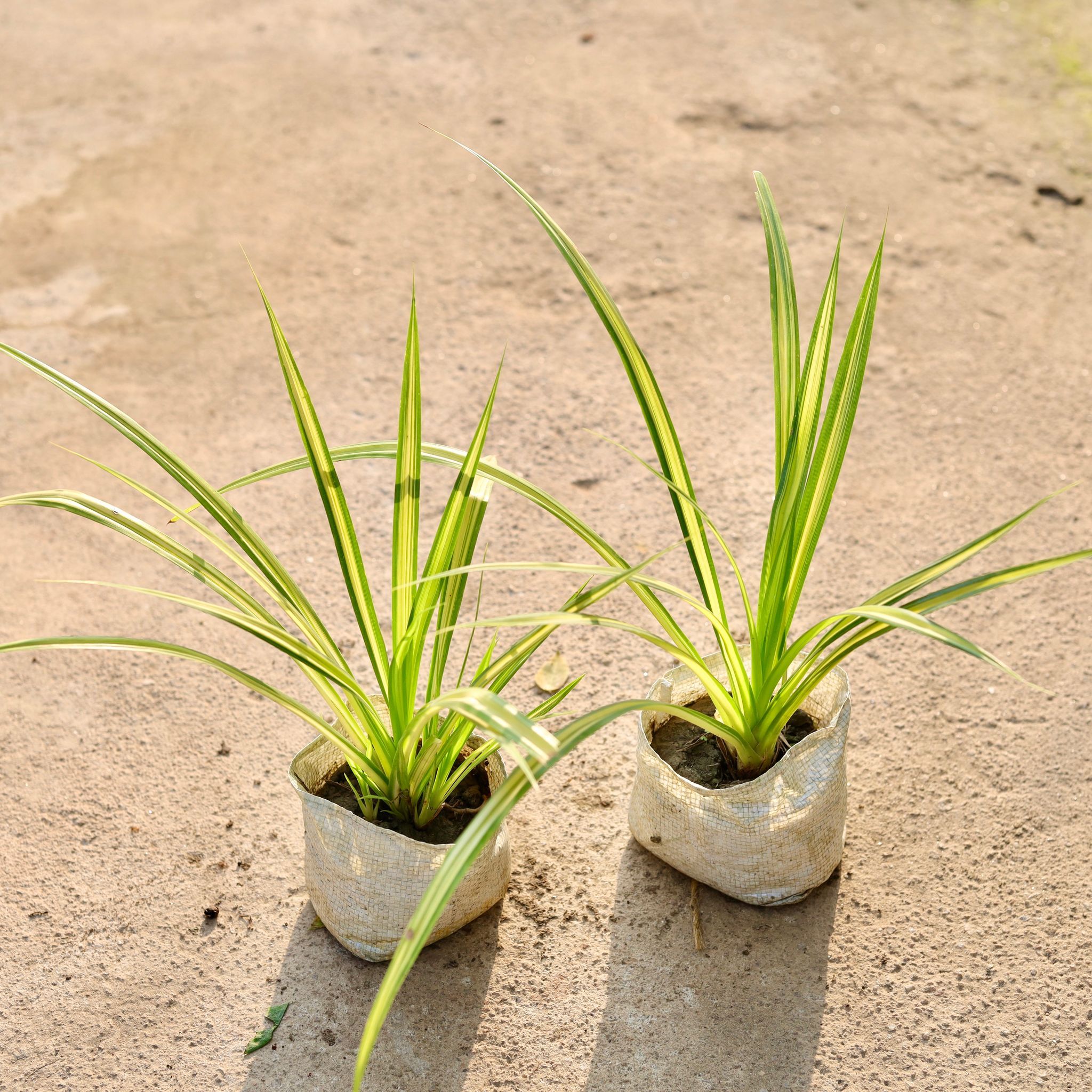 Set of 2 - Pandanus / Screwpine in 4 Inch Nursery Bag