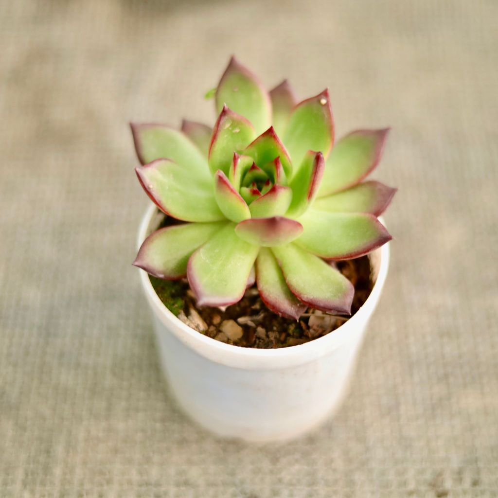 Buy Echeveria Rubra Succulent in 3 Inch Nursery Pot Online | Urvann.com Echeveria Rubra Succulent in 3 Inch Nursery Pot
