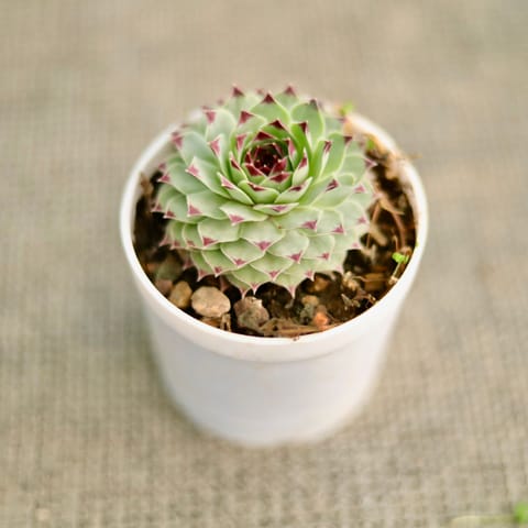 Laxmi kamal Succulent in 3 Inch Nursery Pot