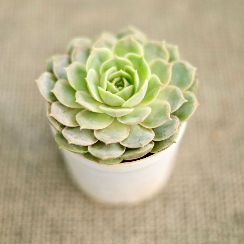 Buy Brahma kamal Succulent in 3 Inch Nursery Pot Online | Urvann.com Brahma kamal Succulent in 3 Inch Nursery Pot