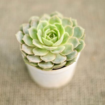 Buy Brahma kamal Succulent in 3 Inch Nursery Pot Online | Urvann.com