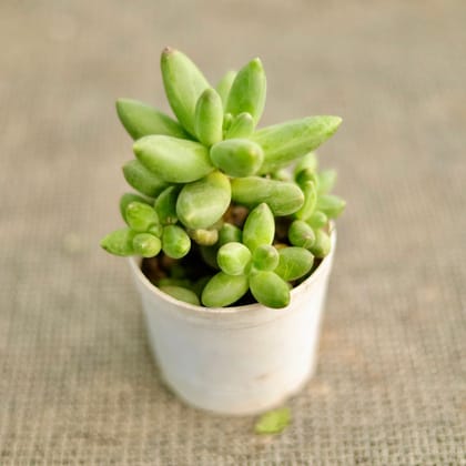 Buy Pachyphytum Succulent in 3 Inch Nursery Pot Online | Urvann.com
