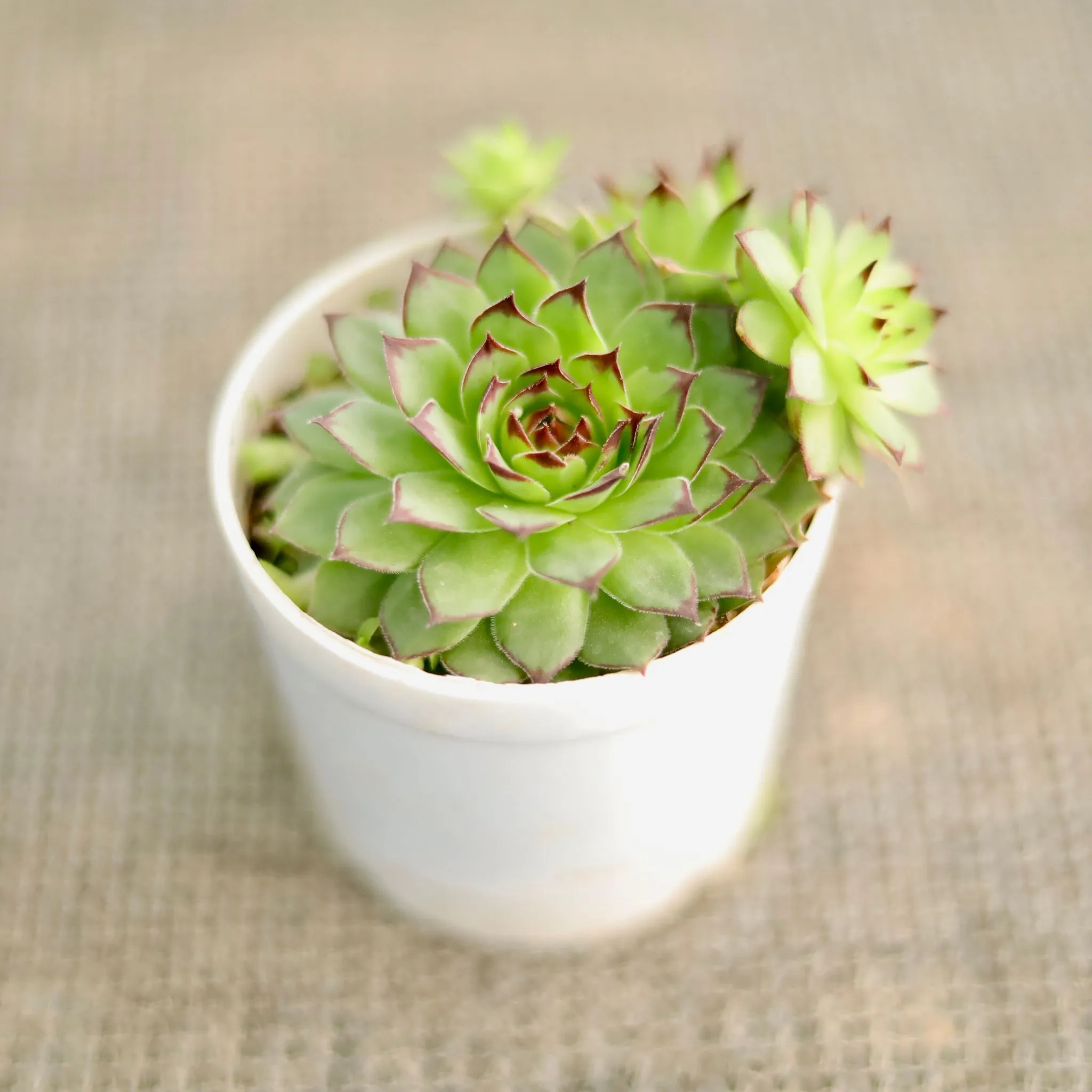 Laxmi kamal Succulent in 3 Inch Nursery Pot