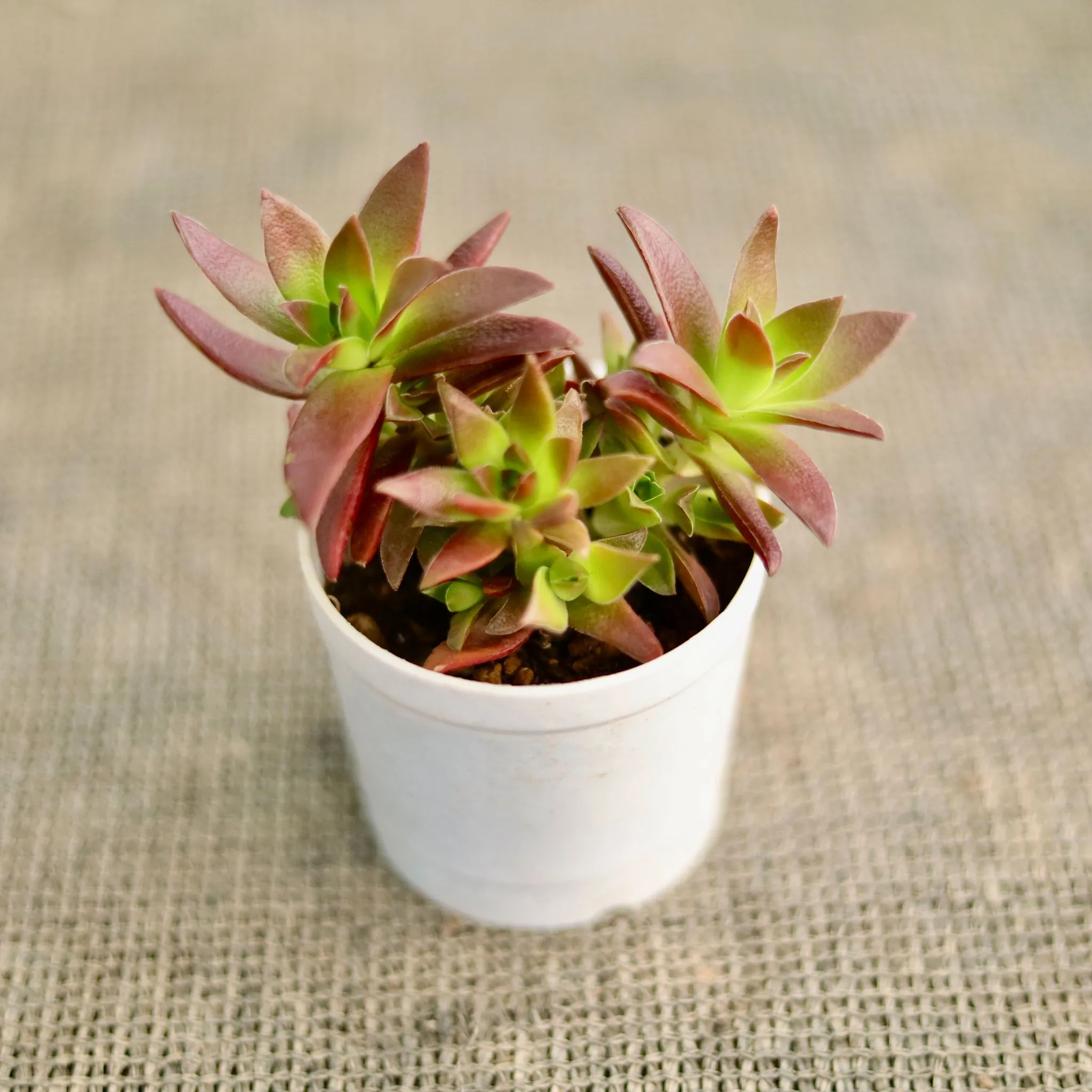 Crassula Campfire Succulent in 3 Inch Nursery Pot