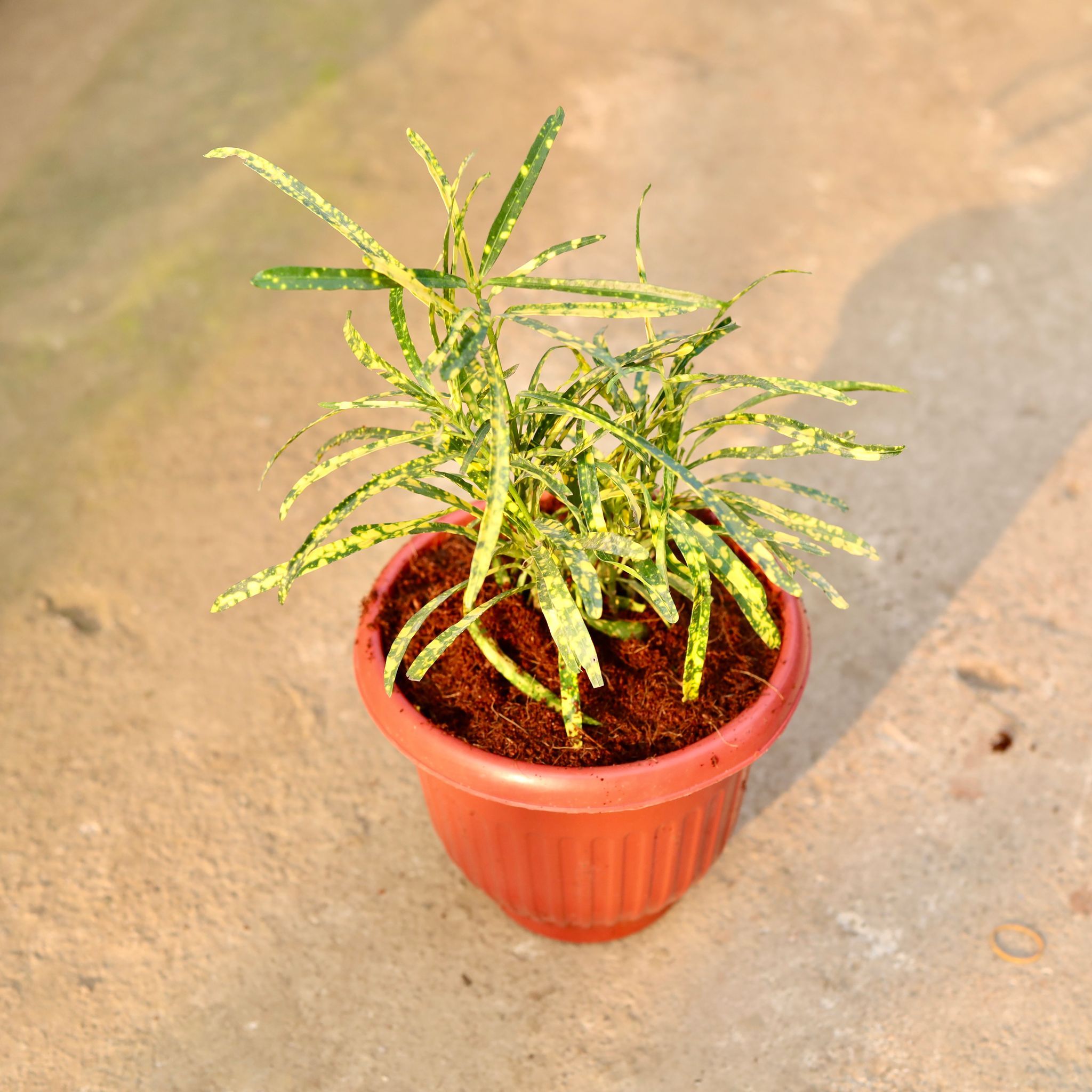 Chironji Croton in 8 Inch Terracotta Red Olive Plastic Pot