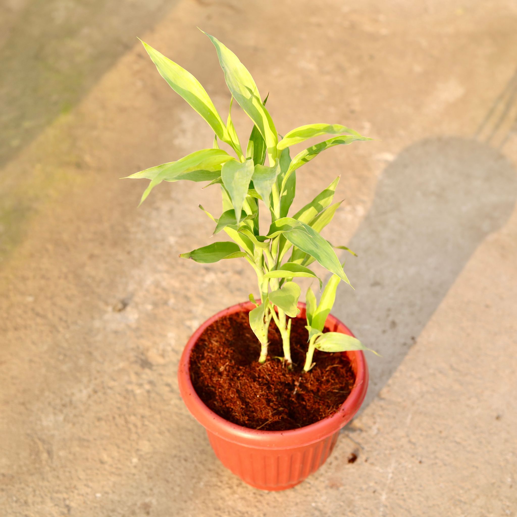 Lucky Bamboo in 8 Inch Terracotta Red Olive Plastic Pot