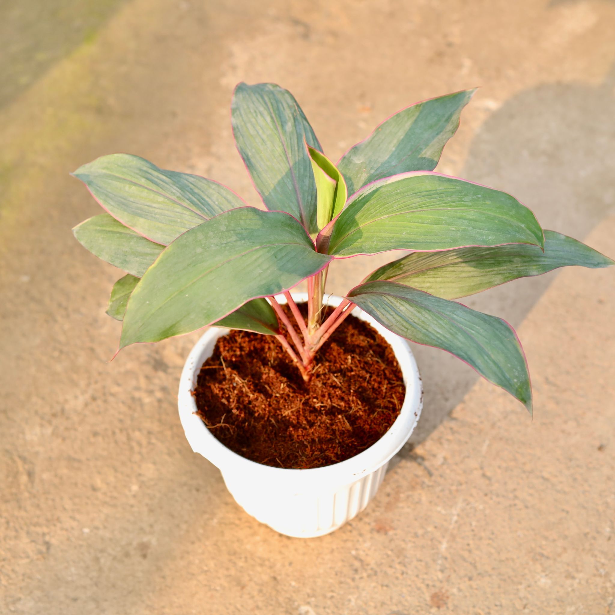 Dracaena Kedarnath in 8 Inch White Olive Plastic Pot