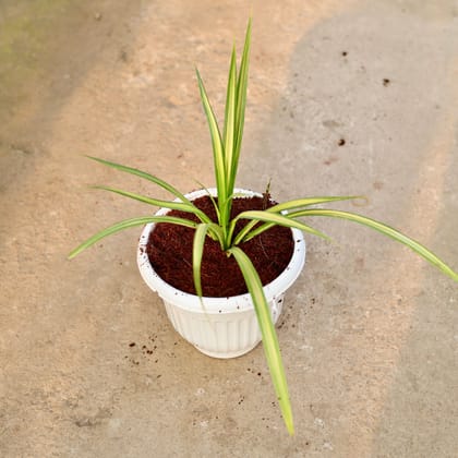 Buy Pandanus in 8 Inch White Olive Plastic Pot Online | Urvann.com