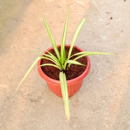 Buy Pandanus in 8 Inch Terracotta Red Olive Plastic Pot Online | Urvann.com
