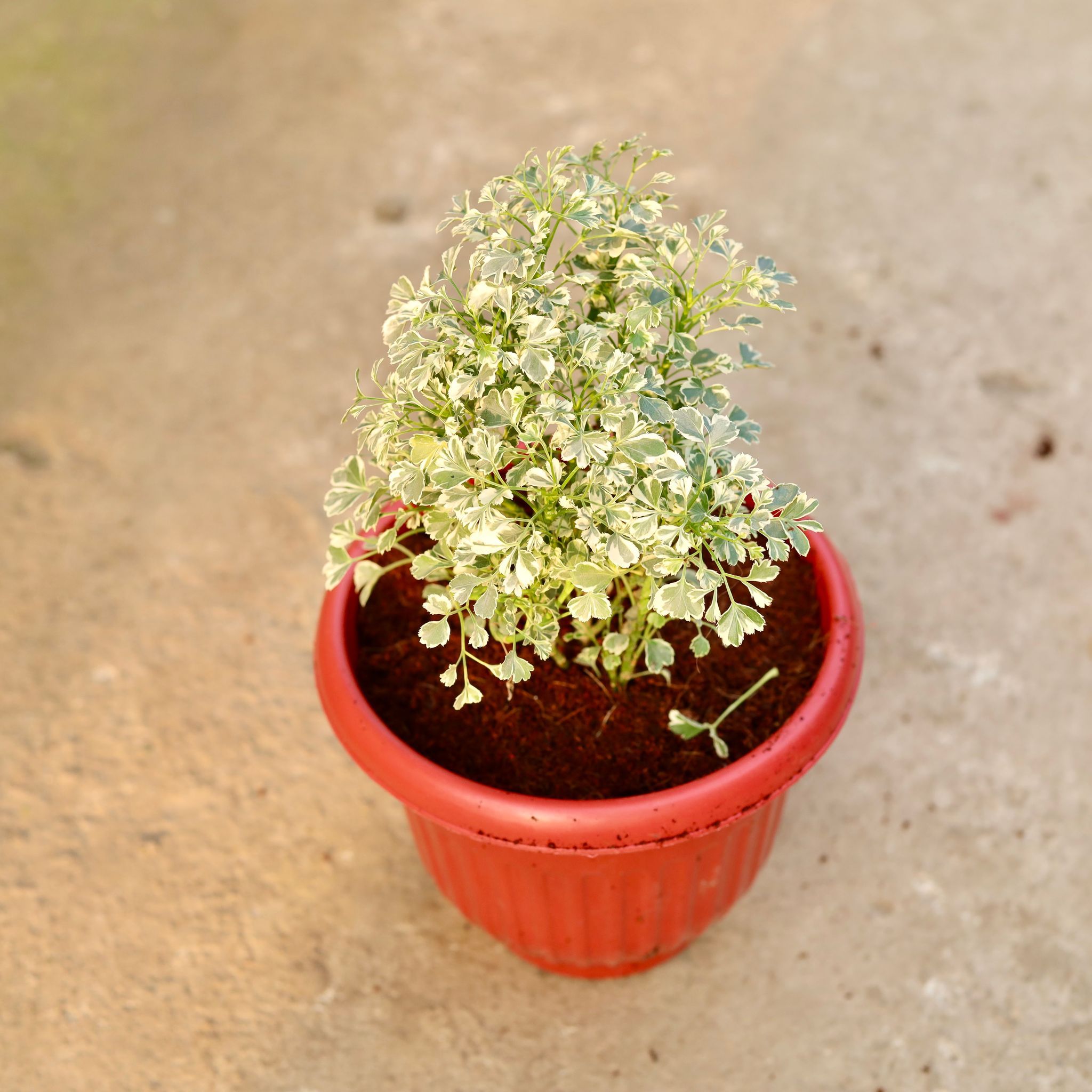 Aralia Variegated in 8 Inch Terracotta Red Olive Plastic Pot