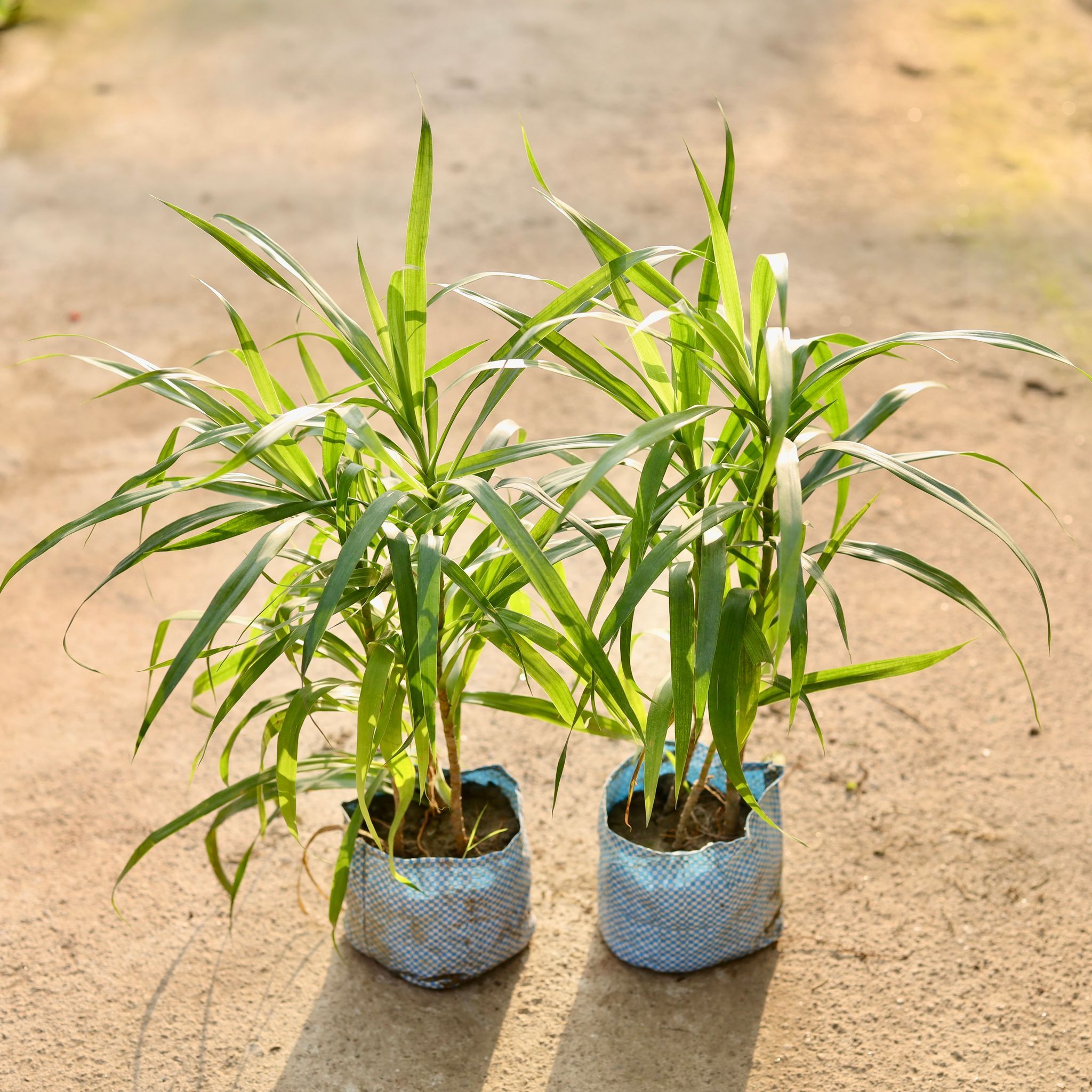 Set of 2 - Dracaena Green in 4 Inch Nursery Bag