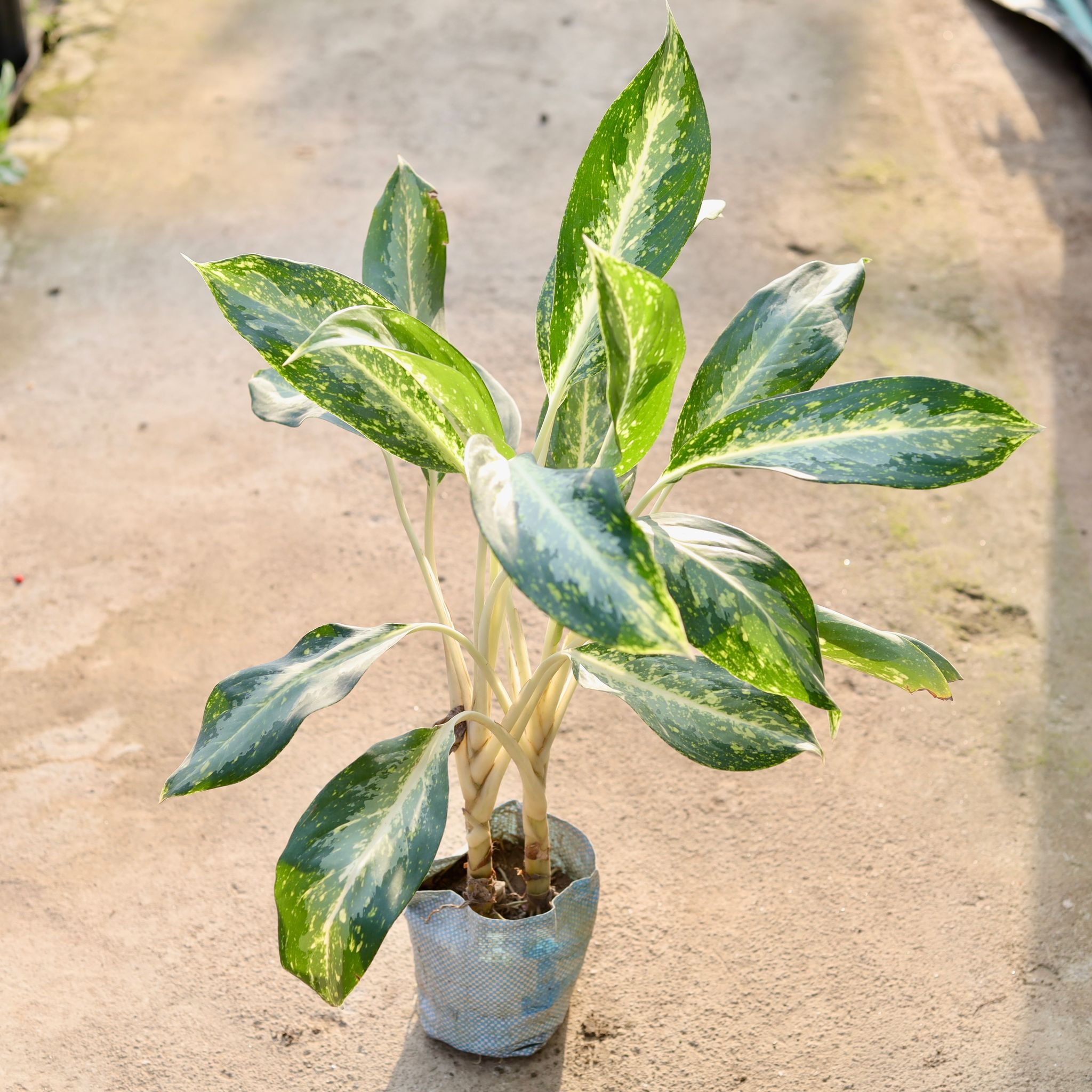 Aglaonema Dove (Two in one) in 8 Inch Nursery Bag