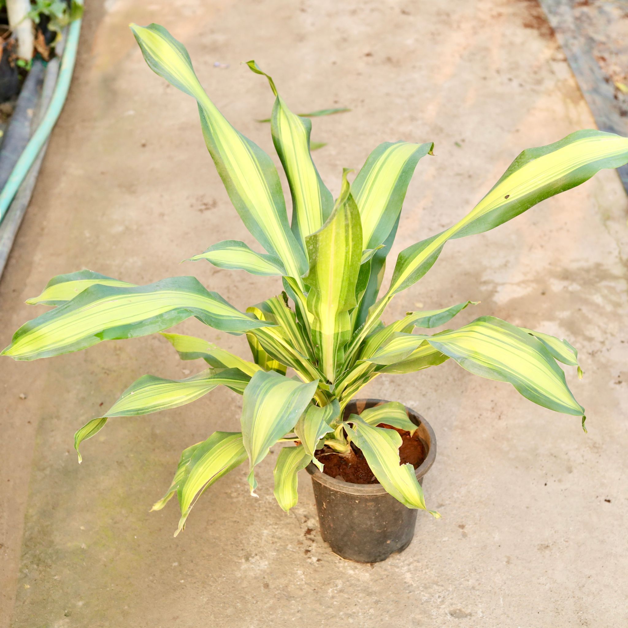 Dracaena Dara Singh (~ 2 Ft) in 8 Inch Nursery Pot