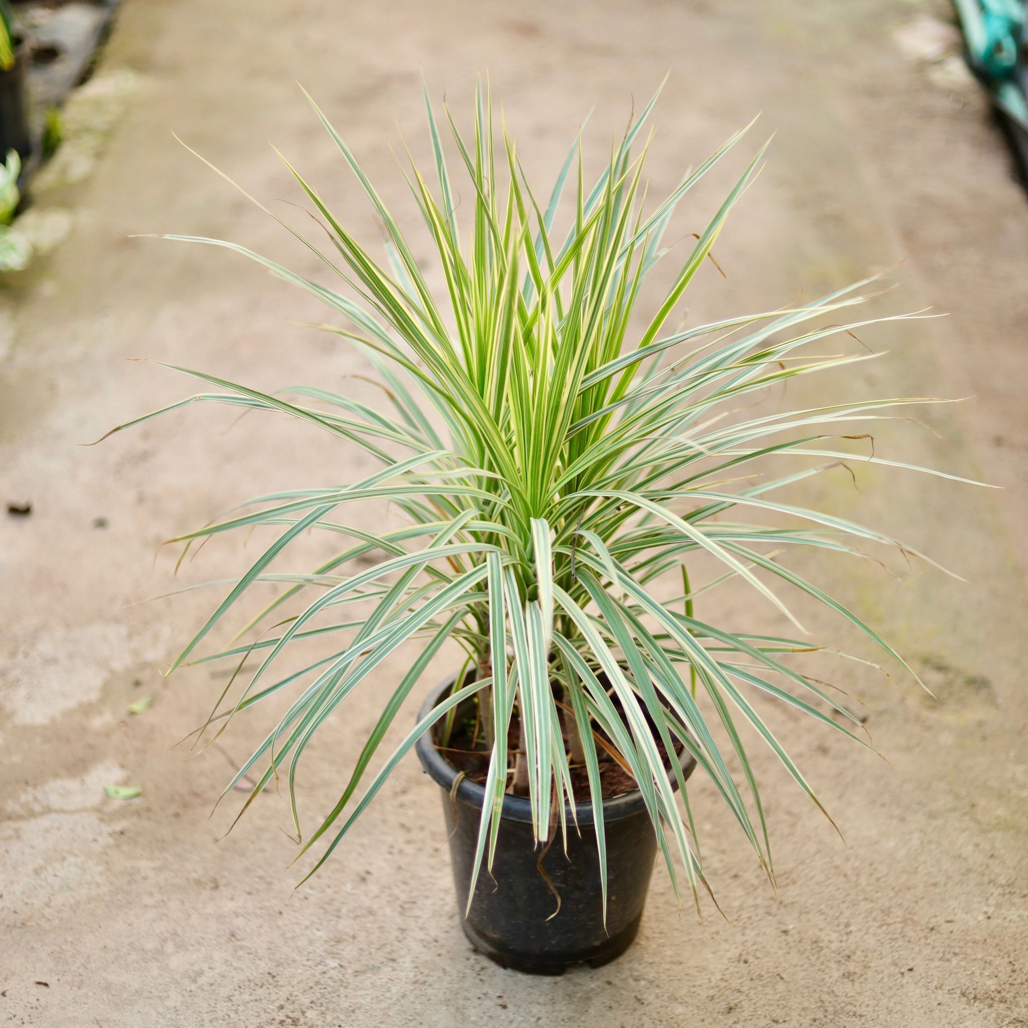 Dracaena Colorama / Marginata Green in 8 Inch Nursery Pot