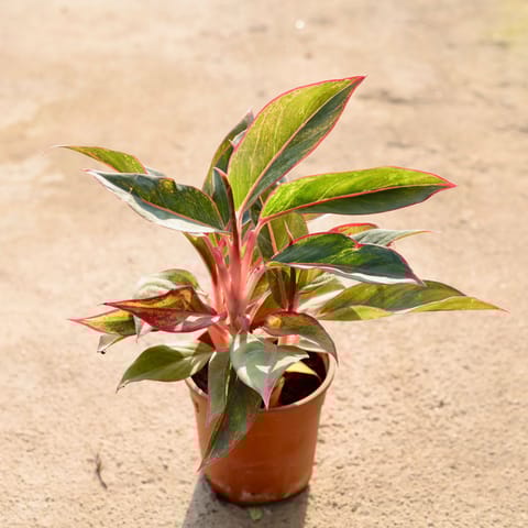 Air Purifying - Aglaonema Lipstick (Bushy) in 5.5 Inch Nursery Pot