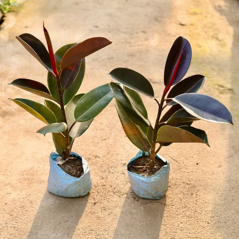 Set of 2 - Rubber black in 8 Inch Nursery Bag