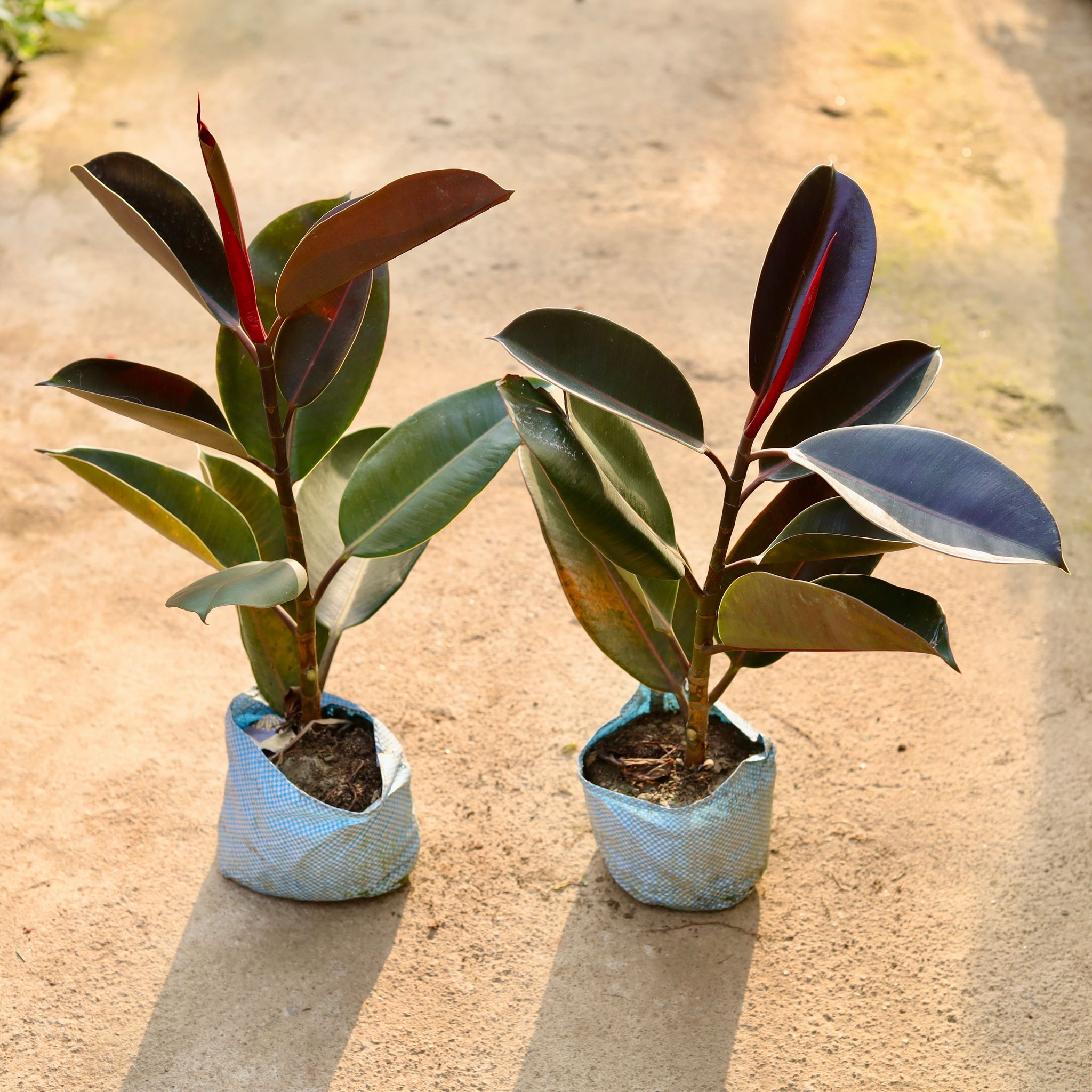 Set of 2 - Rubber black in 8 Inch Nursery Bag