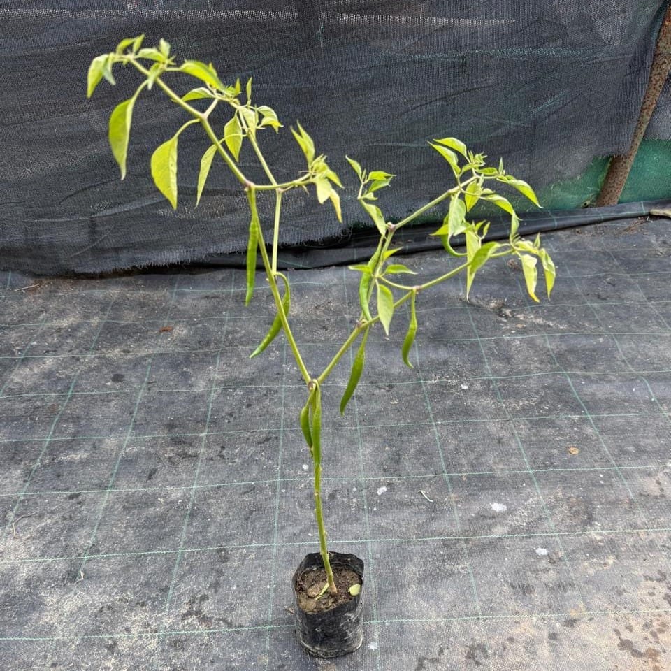 Buy Mirchi / Chilli Plant in 4 Inch Nursery Bag Online | Urvann.com Mirchi / Chilli Plant in 4 Inch Nursery Bag