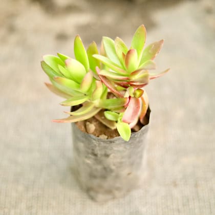 Buy Sedum Campfire in 5 Inch Nursery Bag Online | Urvann.com