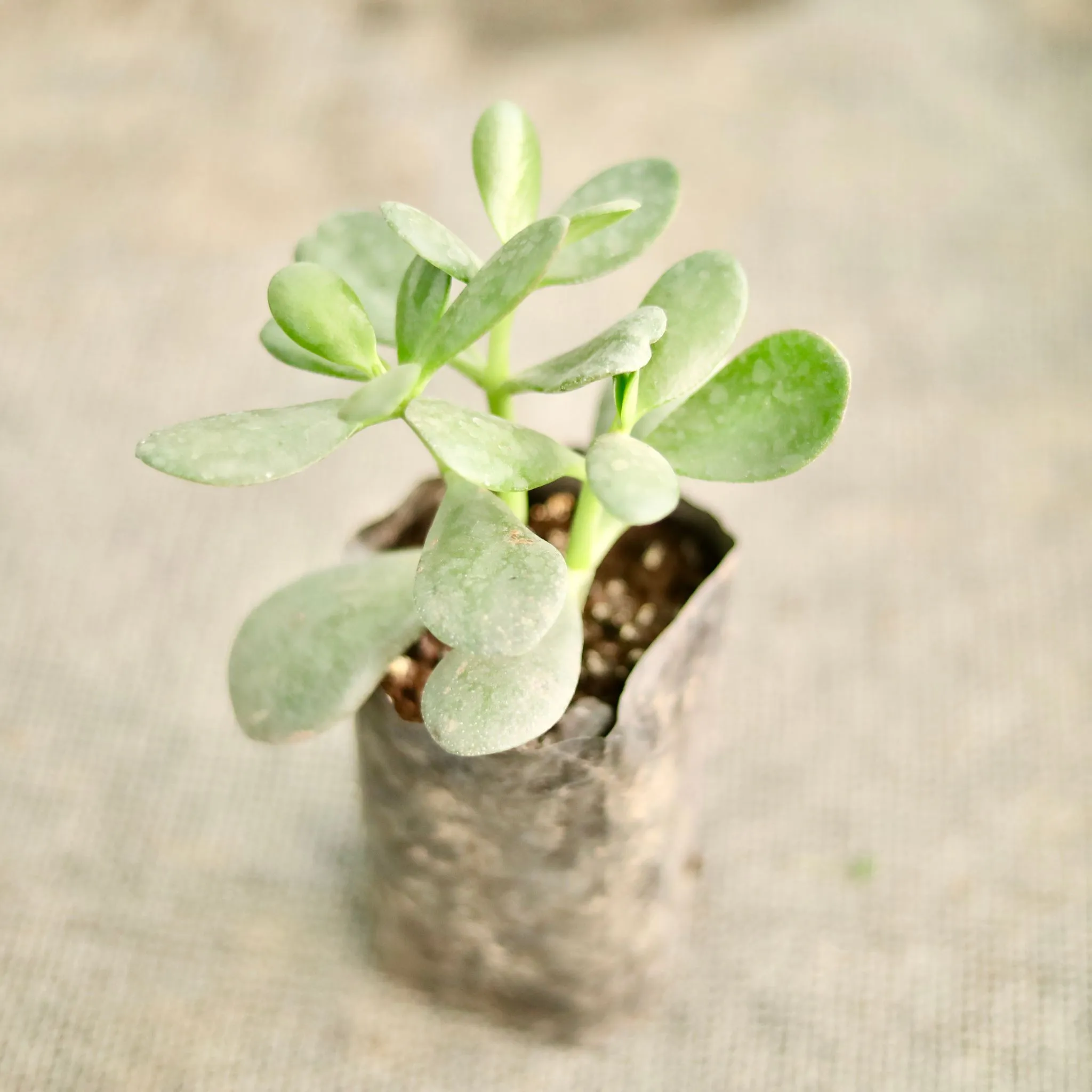 Dhan kuber plant in 4 Inch Nursery Bag