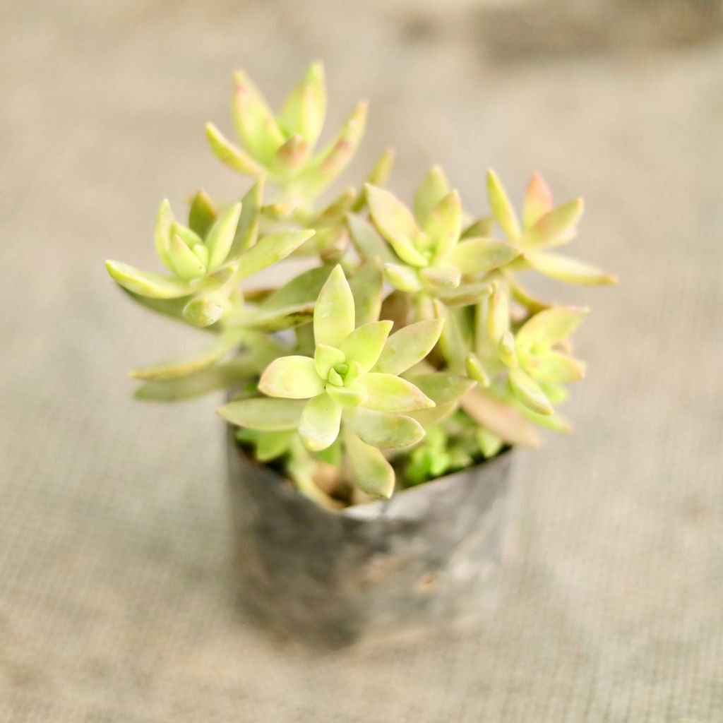 Buy Sedum adorn in 4 Inch Nursery Bag Online | Urvann.com Sedum adorn in 4 Inch Nursery Bag