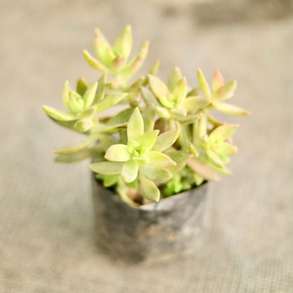 Buy Sedum adorn in 4 Inch Nursery Bag Online | Urvann.com