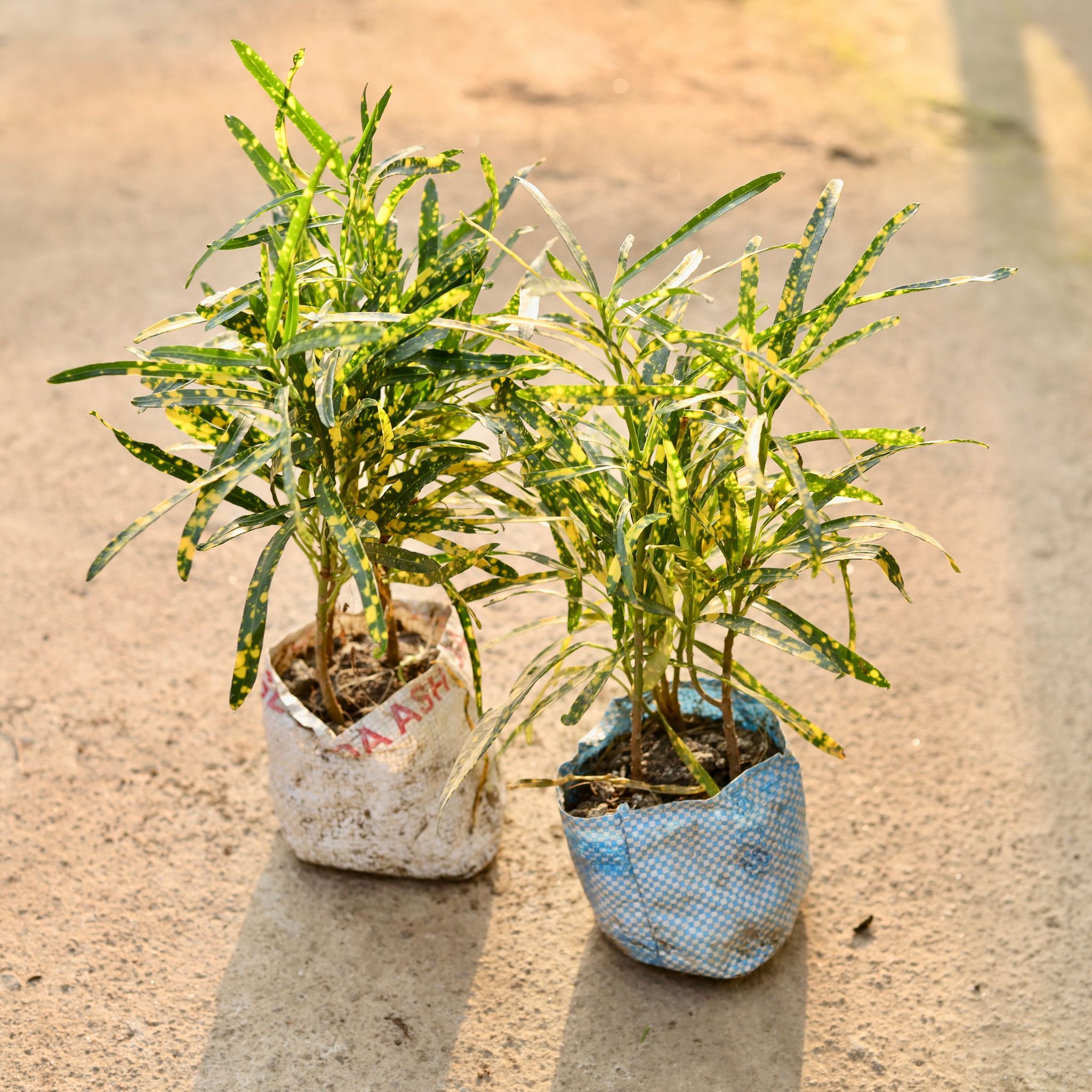 Air Purifying - Set of 2 - Chironji Croton in 4 Inch Nursery Bag