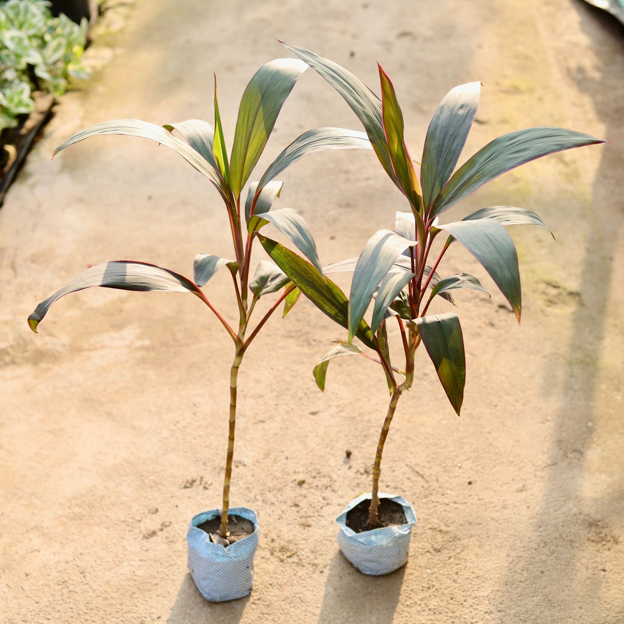 Set of 2 - Dracaena Mahatma in 4 Inch Nursery Bag
