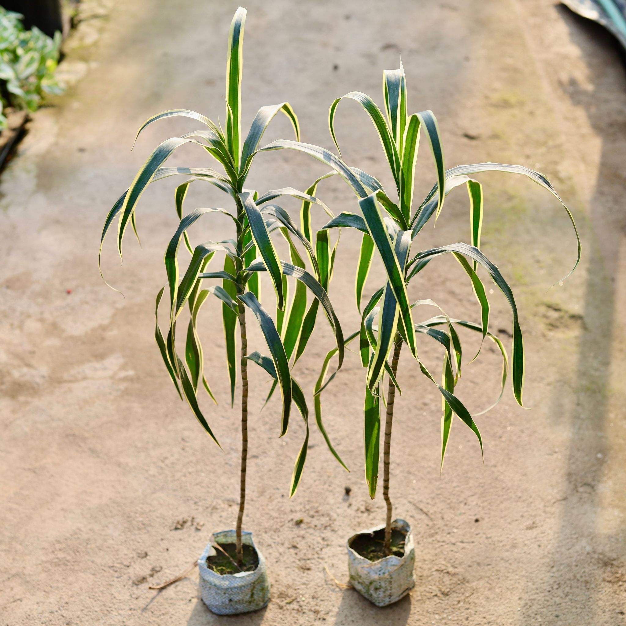 Air Purifying - Set of 2 - Dracaena Jamaica in 4 Inch Nursery Bag