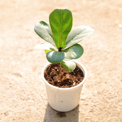 Air Purifying - Fiddle Leaf Fig / Ficus Lyrata in 4 Inch Live Plant Nursery Pot