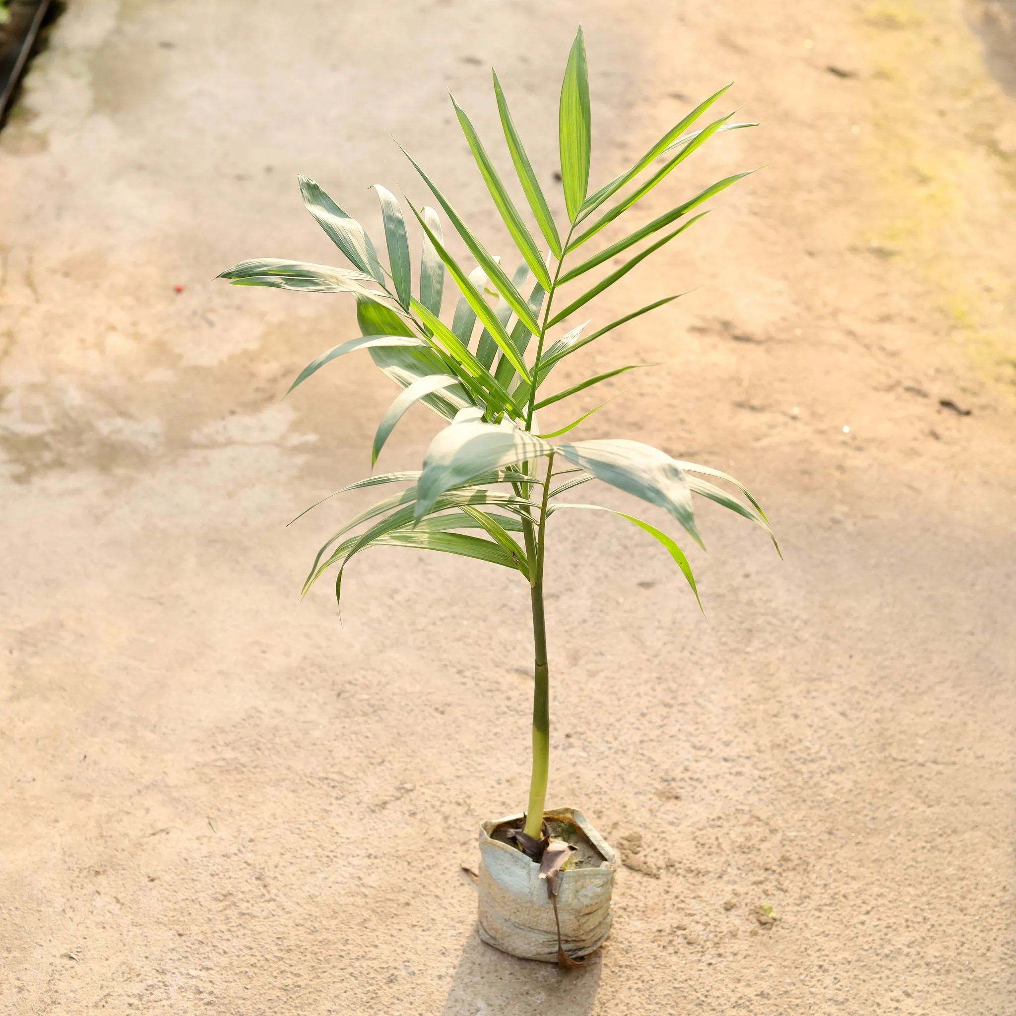Air Purifying - Cane / Bamboo Palm in 4 Inch Nursery Bag