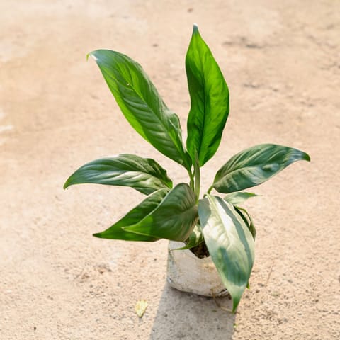 Peace Lily in 4 Inch Nursery Bag