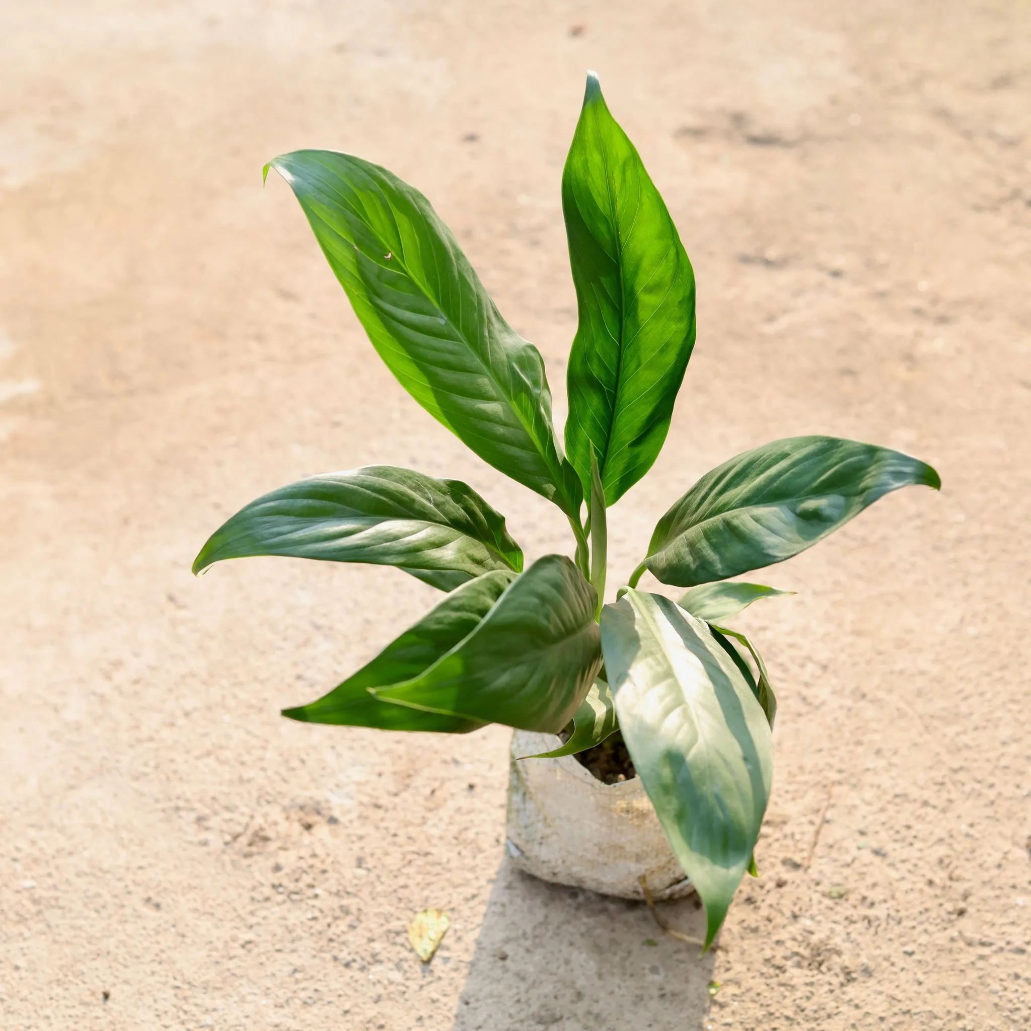 Peace Lily in 4 Inch Nursery Bag