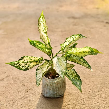 Buy Aglaonema Snow White in 4 Inch Nursery Bag Online | Urvann.com