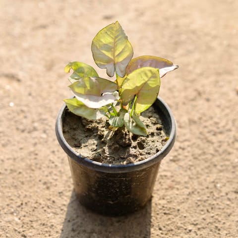 Syngonium Pink in 4 Inch Nursery Pot