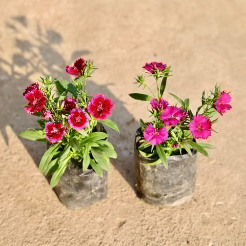 Set of 2 - Dianthus (Any Colour) in 4 Inch Nursery Bag