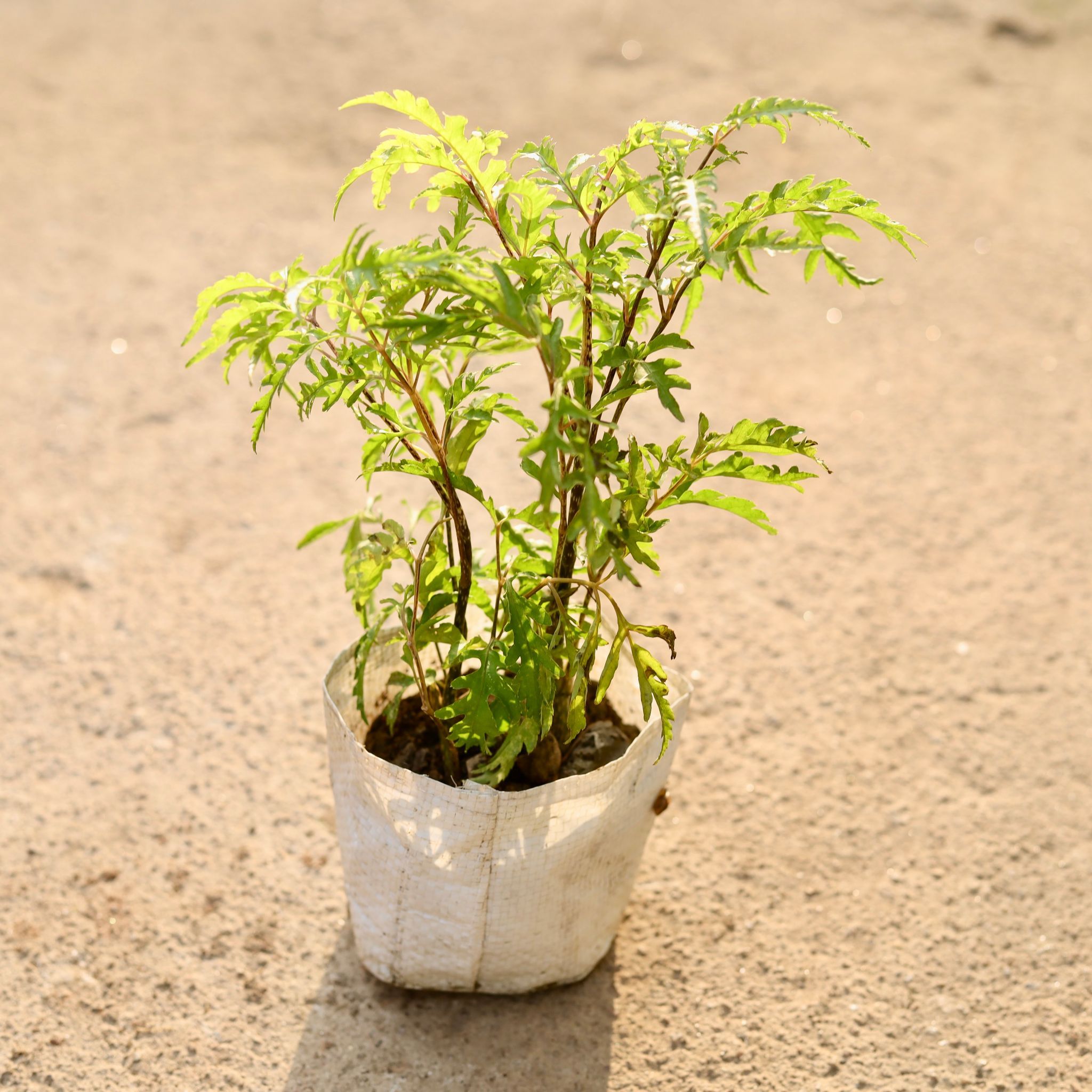 Aralia Neem in 4 Inch Nursery Bag