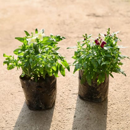 Buy Set of 2 - Antirrhinum Majus / Dog Flower (any colour) in 4 Inch Nursery Bag Online | Urvann.com