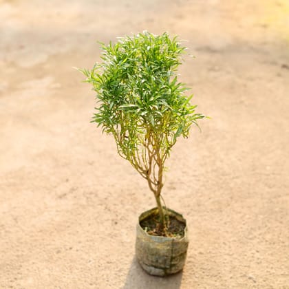 Buy Aralia Green Bushy in 4 Inch Nursery Bag Online | Urvann.com