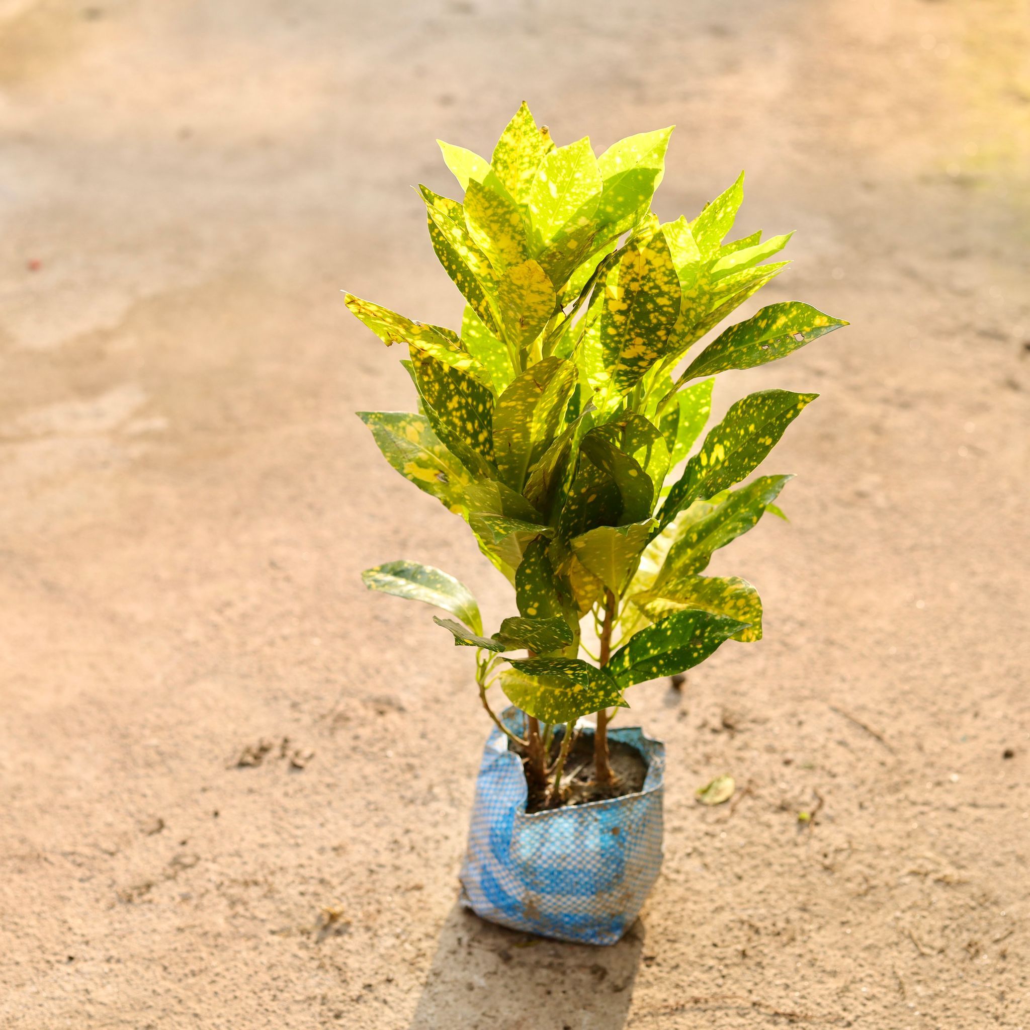 Baby croton in 4 Inch Nursery Bag