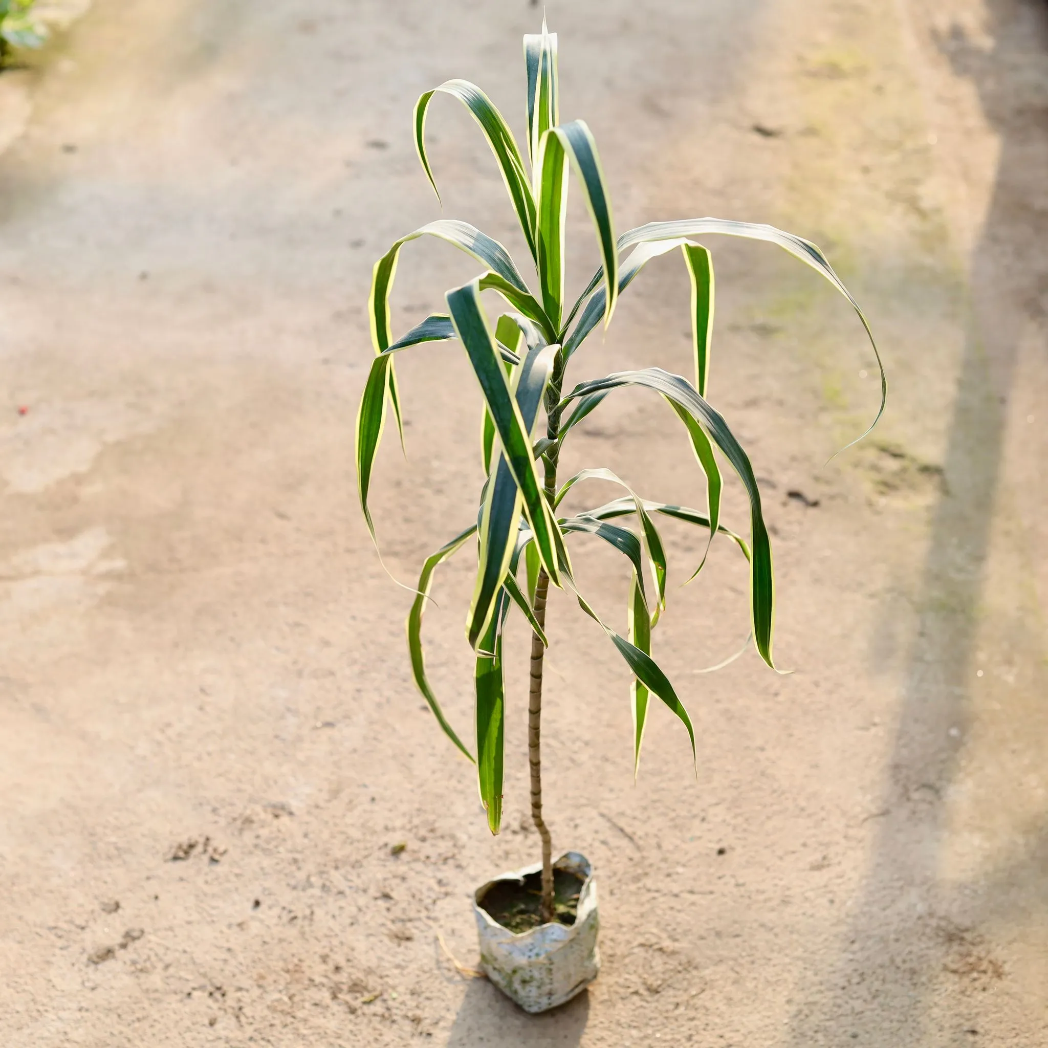 Dracaena Jamaica in 4 Inch Nursery Bag