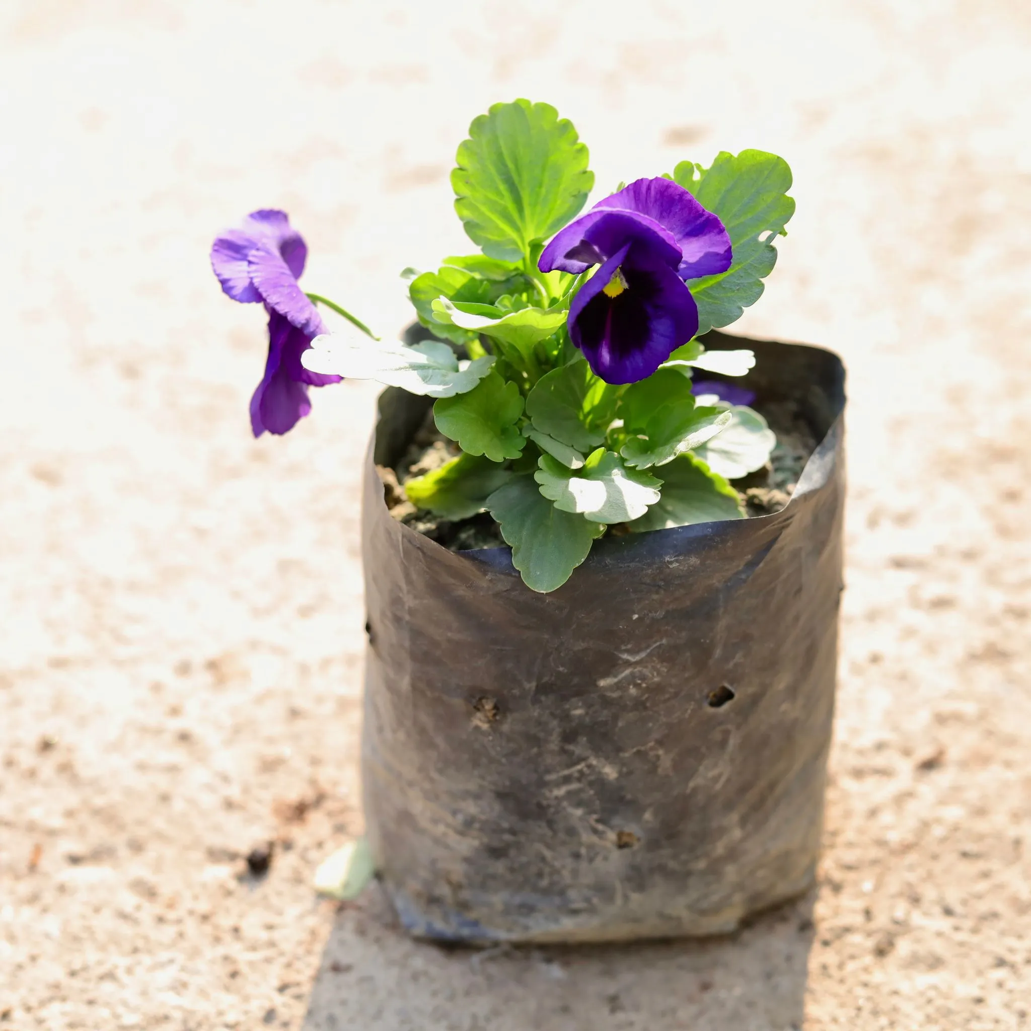 Pansy Blue in 4 Inch Nursery Bag