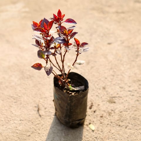 Alternanthera Red in 4 Inch Nursery Bag