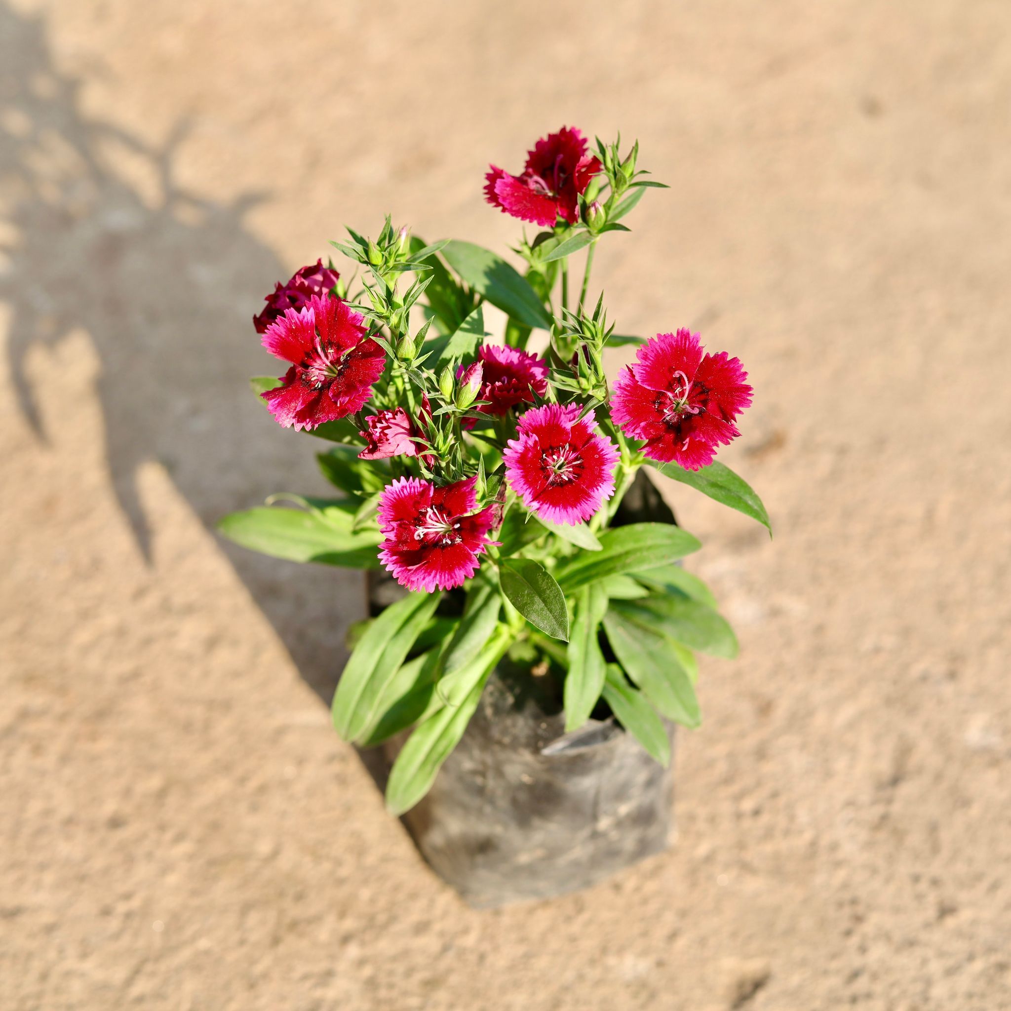Dianthus (Any Colour) in 4 Inch Nursery Bag