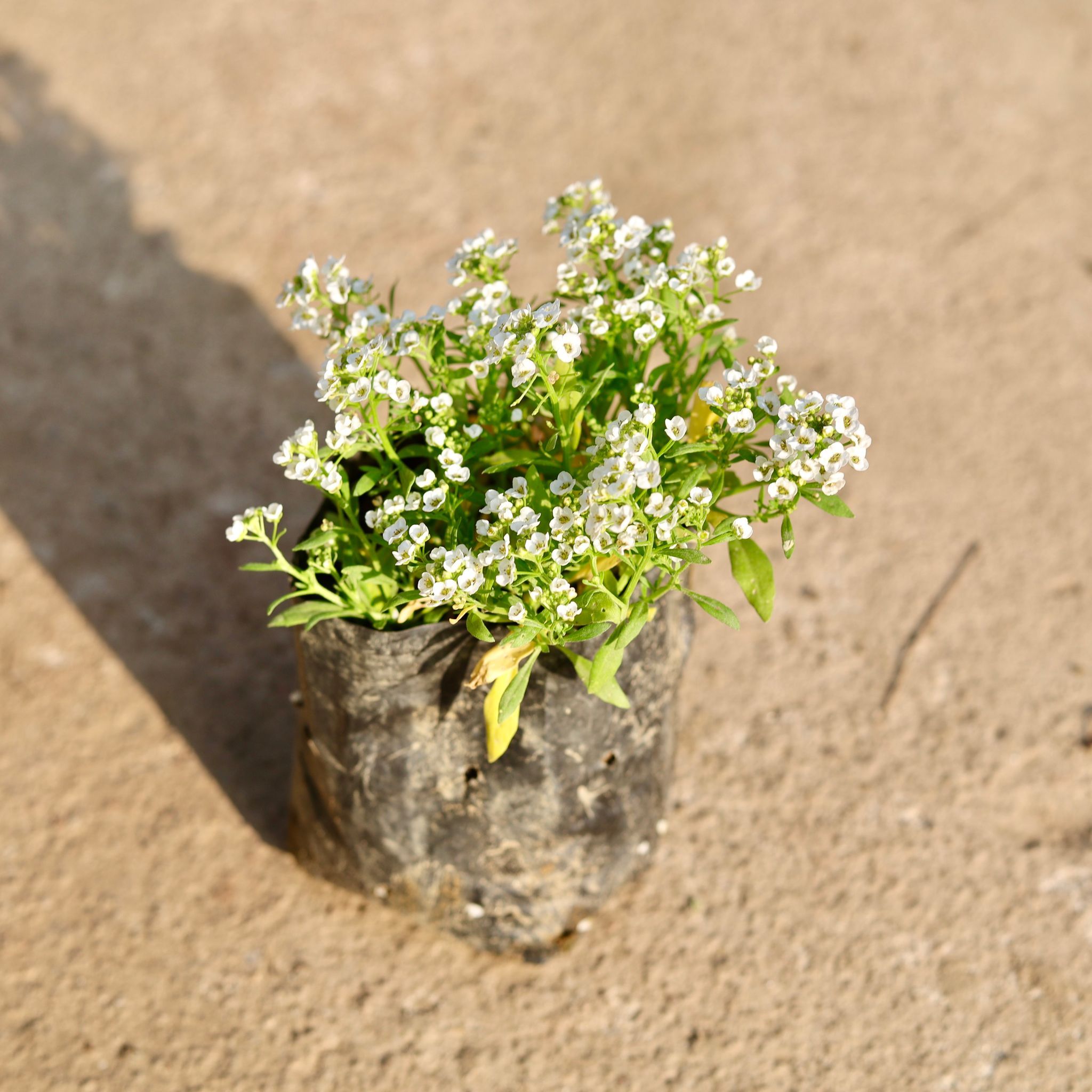 Alyssum White in 4 Inch Nursery Bag