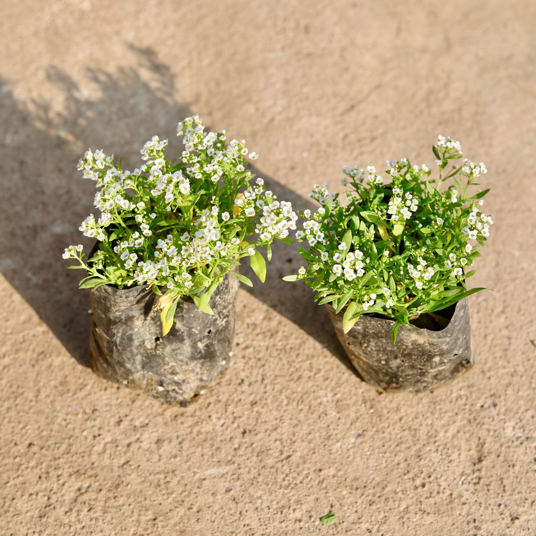 Set of 2 - Alyssum White in 4 Inch Nursery Bag