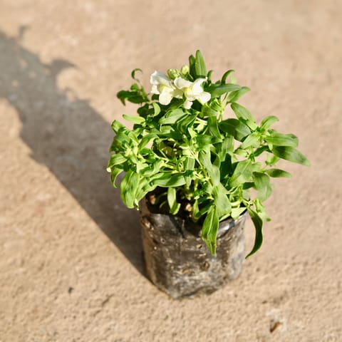Antirrhinum Majus / Dog Flower White in 4 Inch Nursery Bag