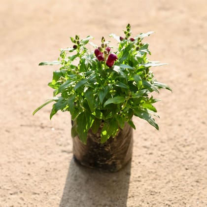 Buy Antirrhinum Majus / Dog Flower (any colour) in 4 Inch Nursery Bag Online | Urvann.com
