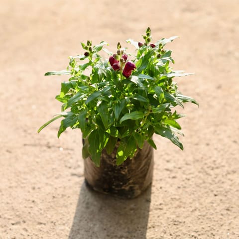 Antirrhinum Majus / Dog Flower (any colour) in 4 Inch Nursery Bag